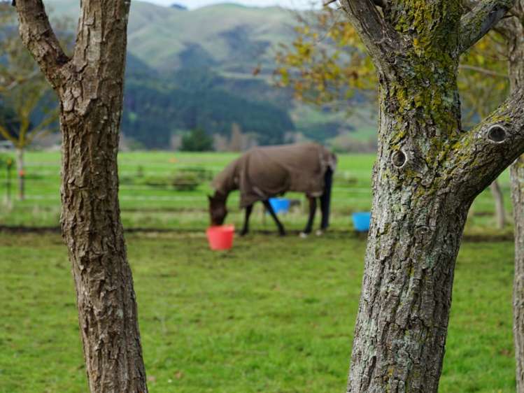 1414 Napier Road Ashhurst_18