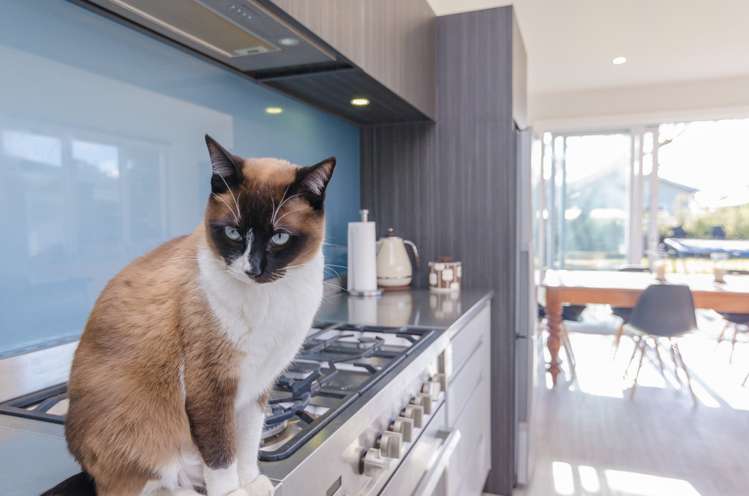 74 Renall Street Masterton_6