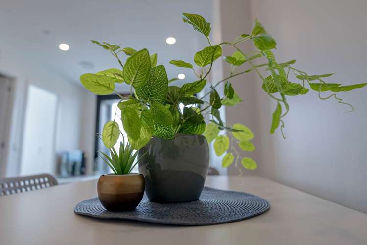 420/428 Dominion Road Mount Eden_11