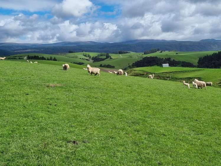 1628 Tuapeka West Road and 275 Bush Road Tuapeka West_10