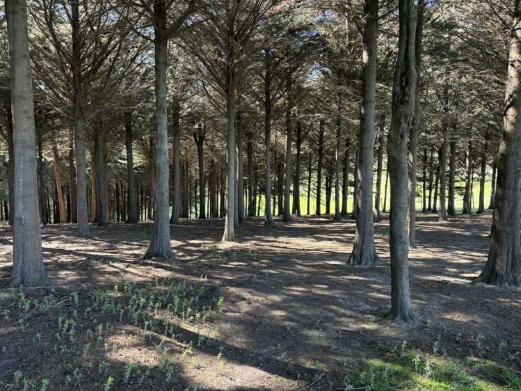 Waihola Hill Road Clarendon_8