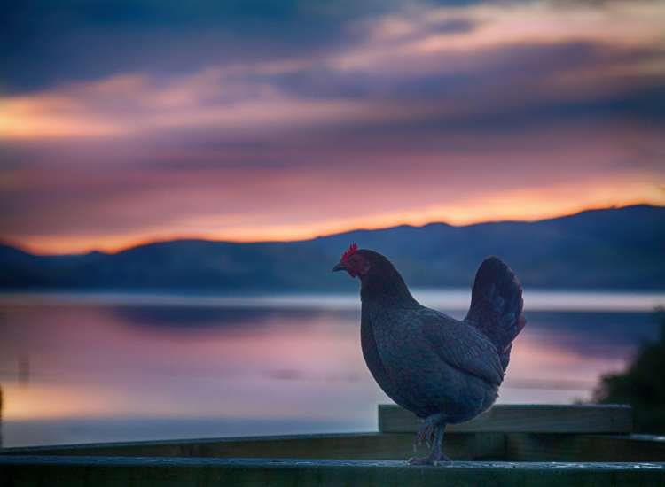 3 Kaka Road Saint Leonards_23