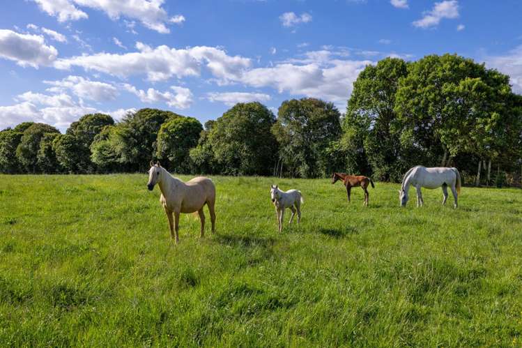 810 Pirongia Road Pirongia_16