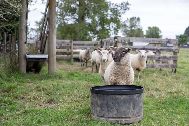 338 Frontier Road Te Awamutu_5