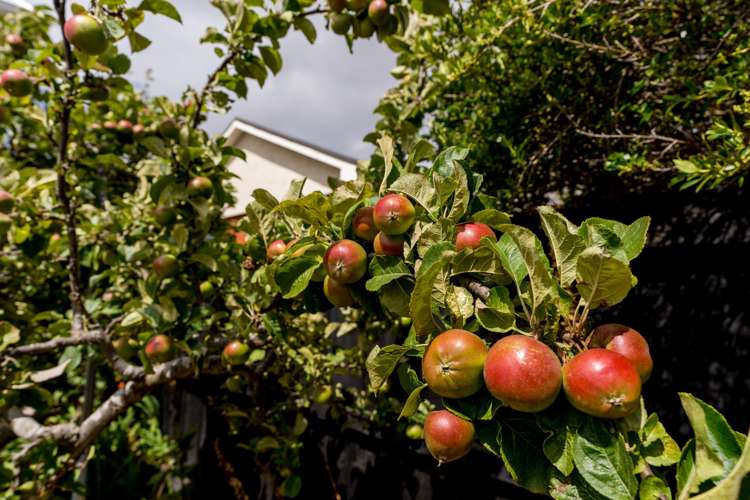 615 Highgate Maori Hill_28