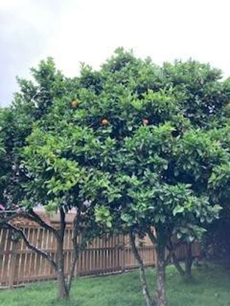 27 Rollerson Street Papakura_6