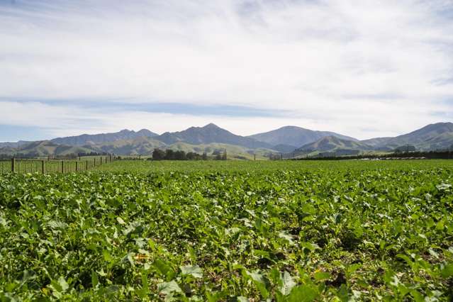 Tait Road Geraldine_4