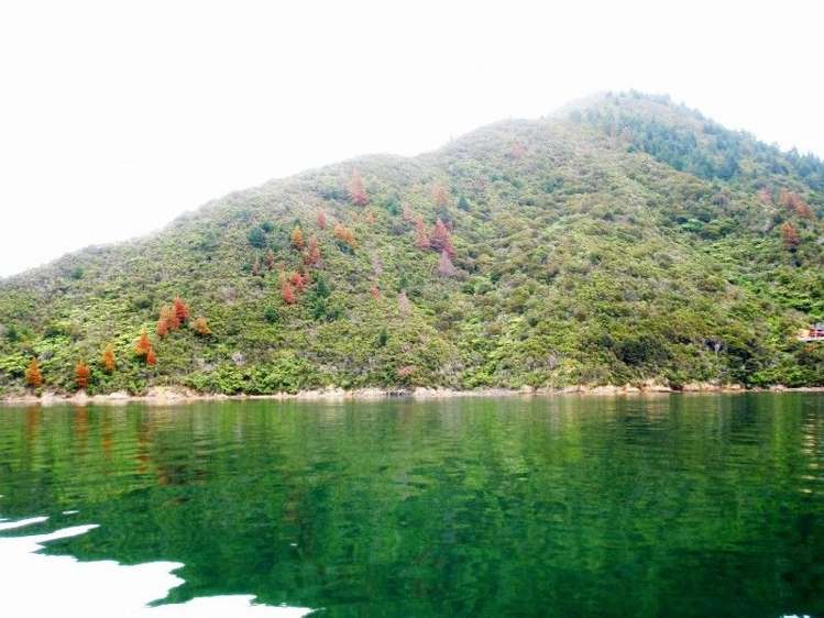 North West Bay Marlborough Sounds_0