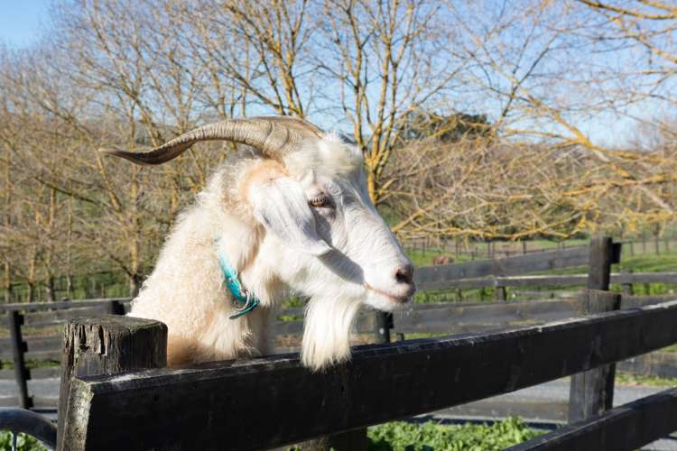 796 Waerenga Road Waerenga_24