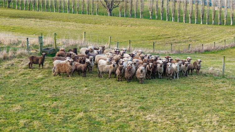 176 Campbells Road Waimate_20