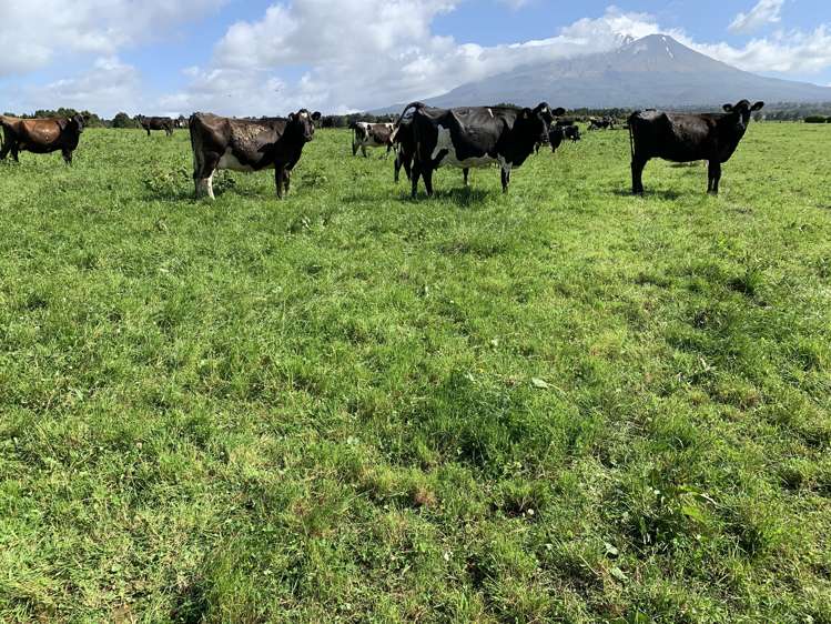 2372 Opunake Road Awatuna_16