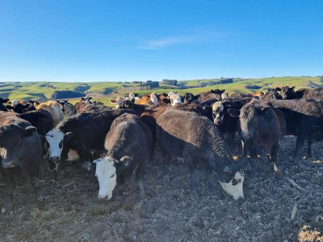 1628 Tuapeka West Road and 275 Bush Road Tuapeka West_3