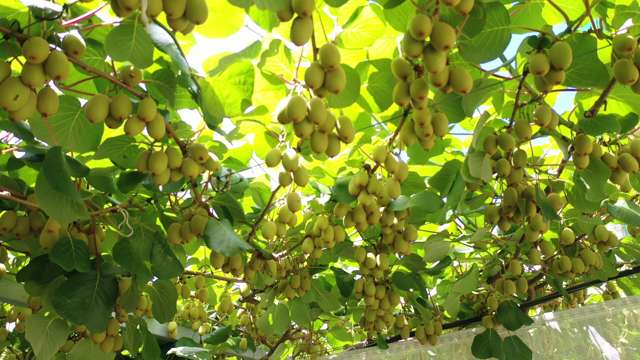 Future Proofed Gold Kiwifruit Production Block