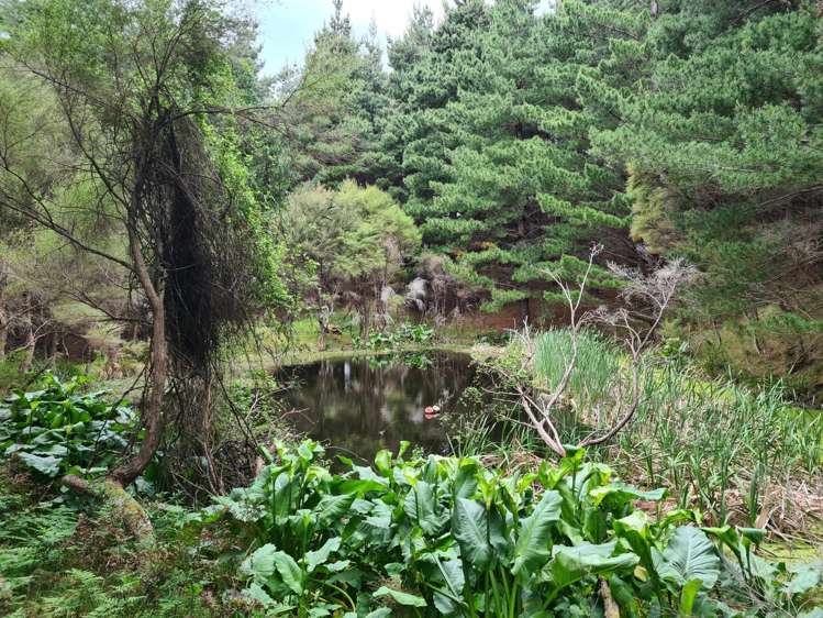 1321 Pack Spur Road Mataikona_33