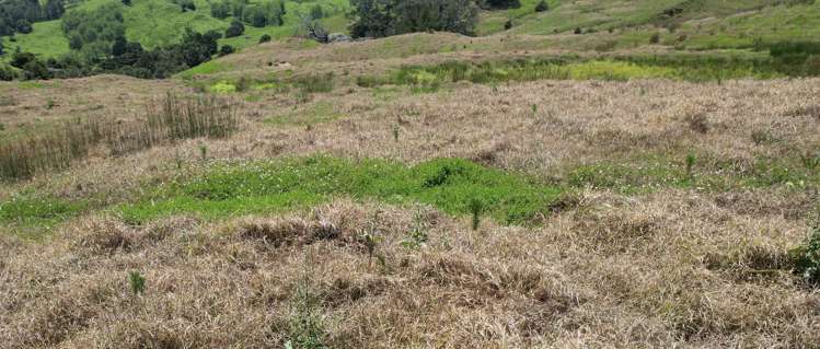 Pukehuia Road Arapohue_25