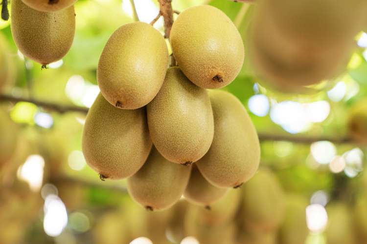 121a Macdonald Road Te Teko_8