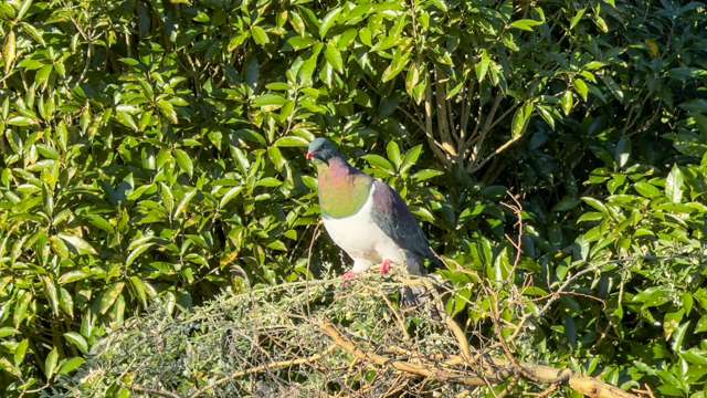 205a Arthur Road Te Pahu_1