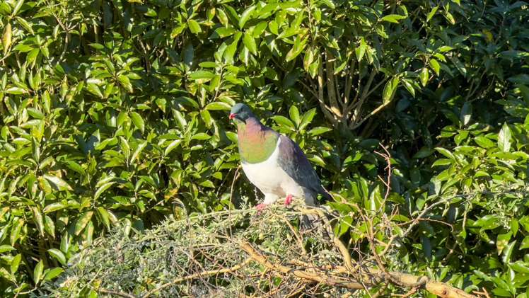 205a Arthur Road Te Pahu_1