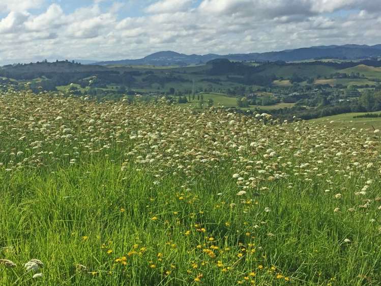 Monk Road Mangapai and Surrounds_5