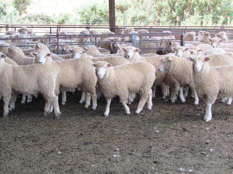 734 Crichton Road Milton_18