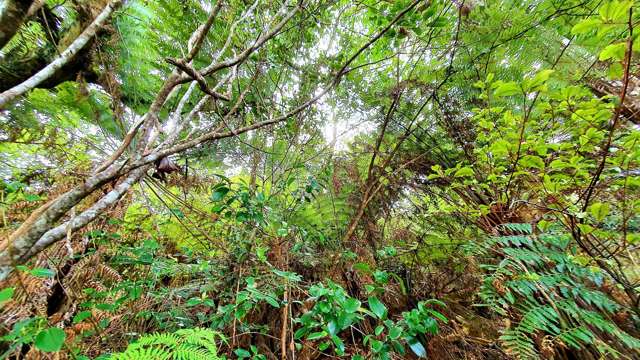 Lot 138/DP4961 North Cove Kawau Island_4