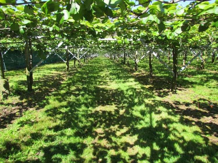 39 Sedgemoor Lane Hauraki Surrounds_12