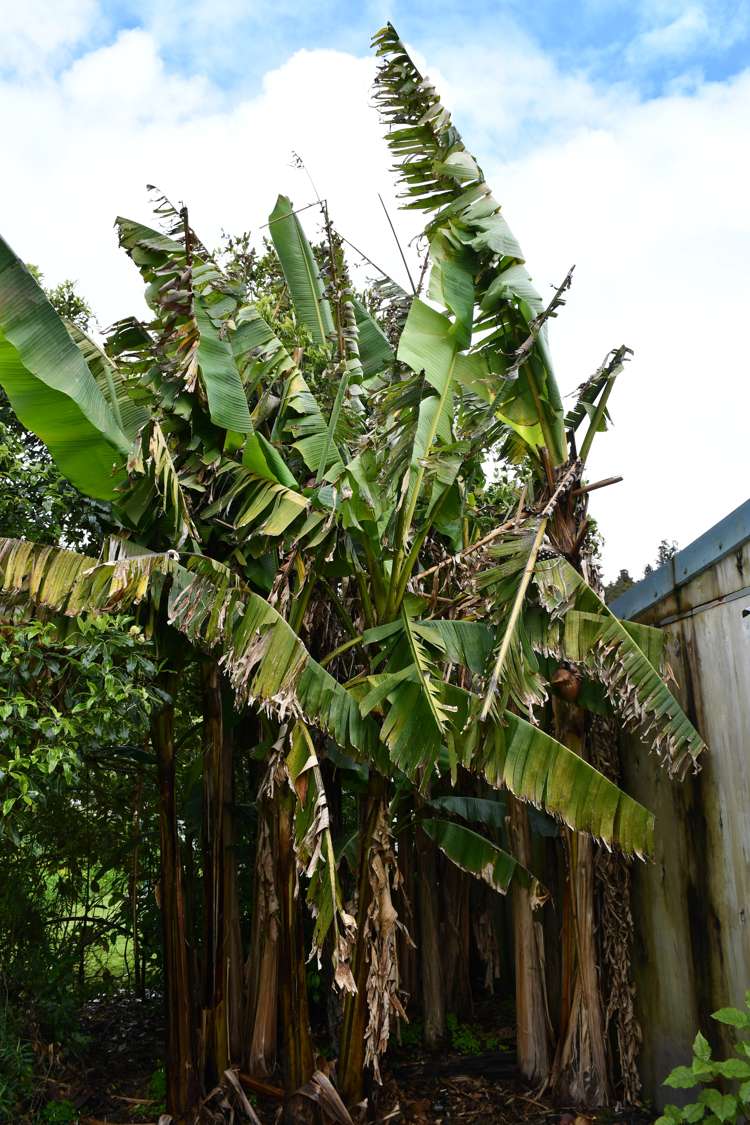 8 Gladstone Street Westport_16