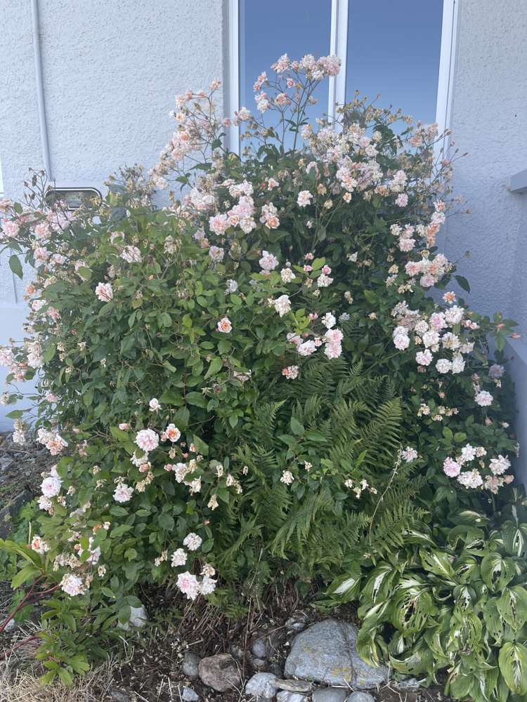 11 Garden Street Lumsden_21