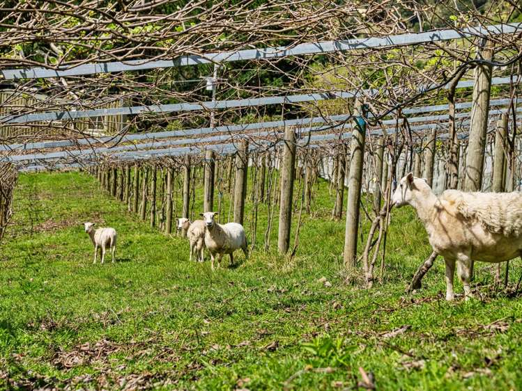 84B Kaiwha Road Welcome Bay_2