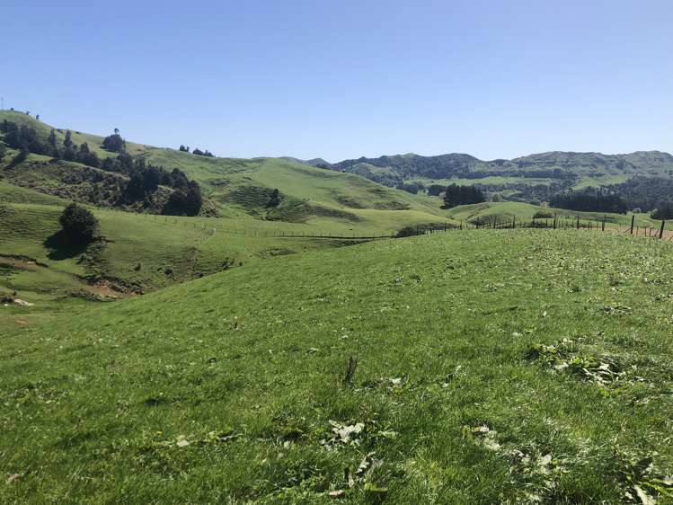 1026 Limeworks Loop Road Karamu_30