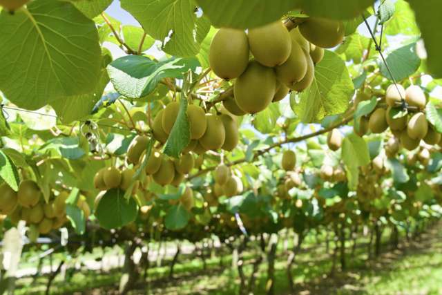 80 Roydon Downs Road Paengaroa_3