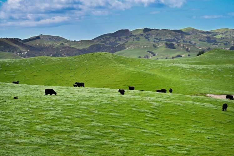 2152 Puketitiri Road Central Hawkes Bay Coastal_25