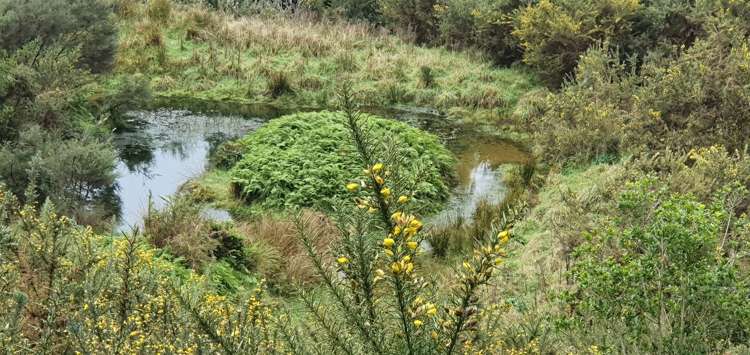 747c No 4 Road Te Puke_11