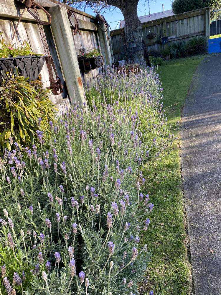 100 Centennial Avenue Waitara_46