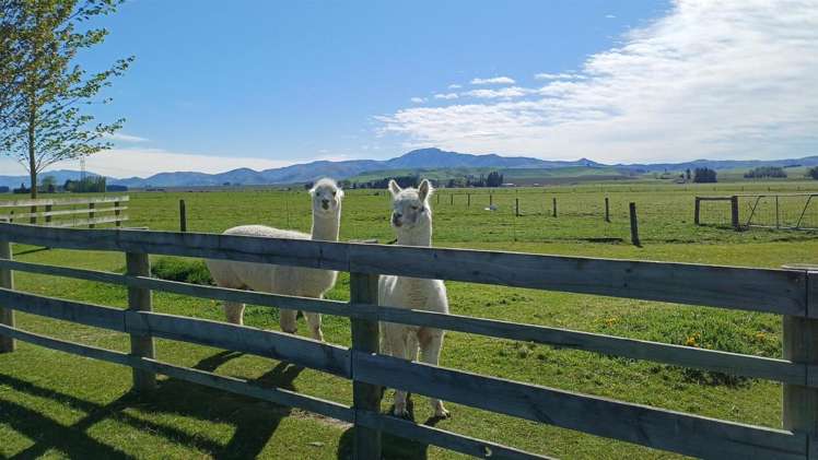 312 Clayton Road Fairlie_32