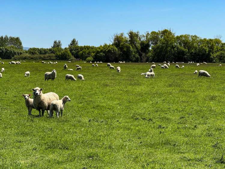 573 Otama Flat Road Otama_4