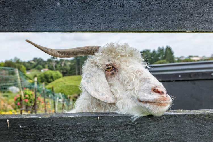 146 Colombo Road Waiuku_2