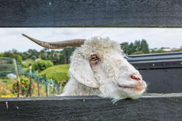 146 Colombo Road Waiuku_2