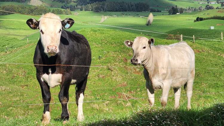 348 Ratapiko Road Ratapiko_11