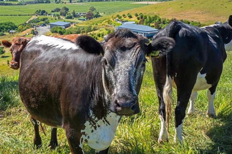 73 Kahu Way Hawkesbury_13