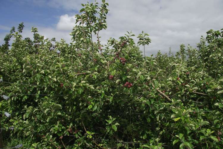 2 Grenadier Lane Waihi_23