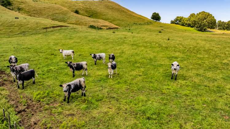 162 Standish Road Toko_22