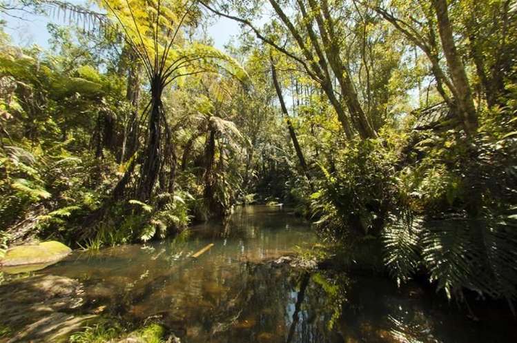 853 Purangi Road Cooks Beach_20