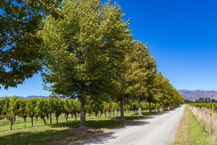 1 Wairau Plains Renwick_25