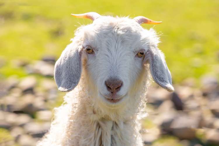 79 Pipitea Drive Rarangi_19