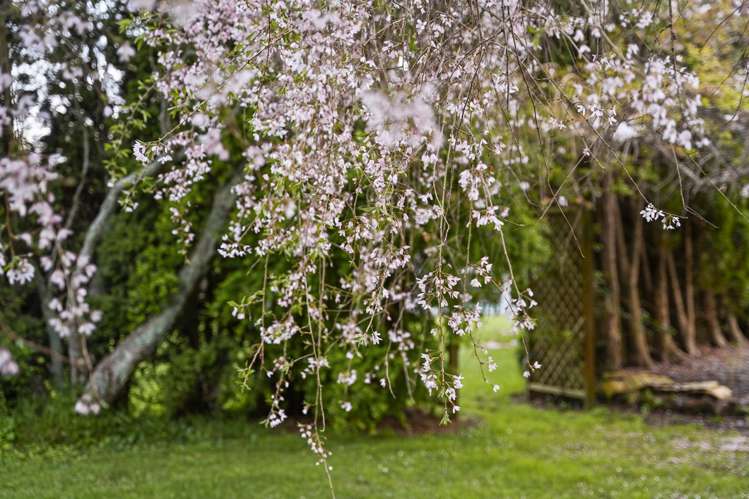 181 Rosebanks Drive Tamahere_39