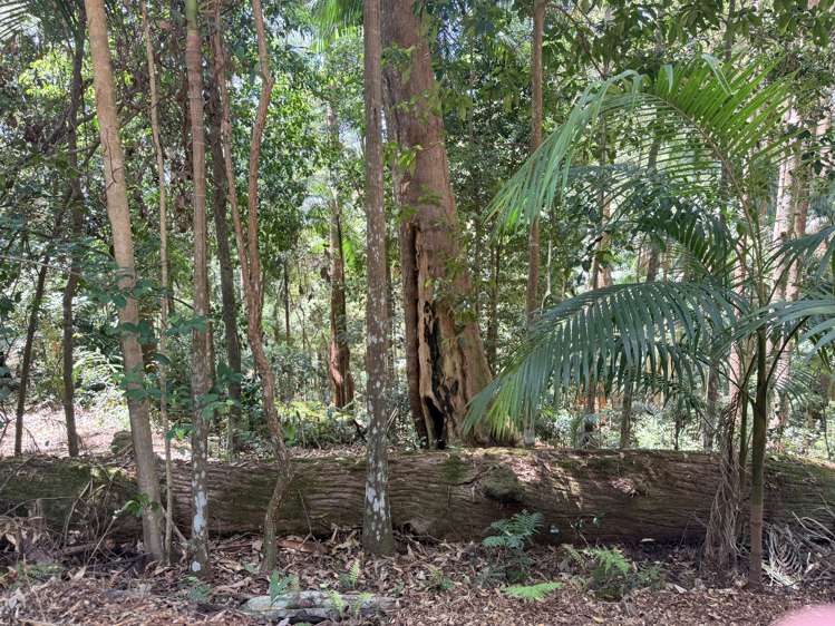 127 Wongawallan Road Tamborine Mountain_8