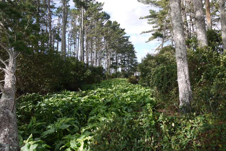 13 Heawa Road Dargaville Surrounds_5