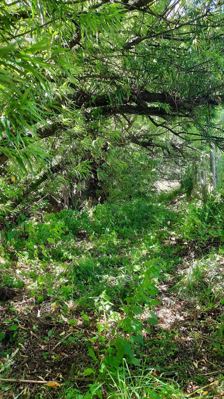 746 Clutha River Road Rongahere_41