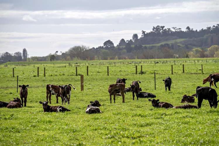 Brooklyn Farm, 126 McGinley Road Opotiki_6